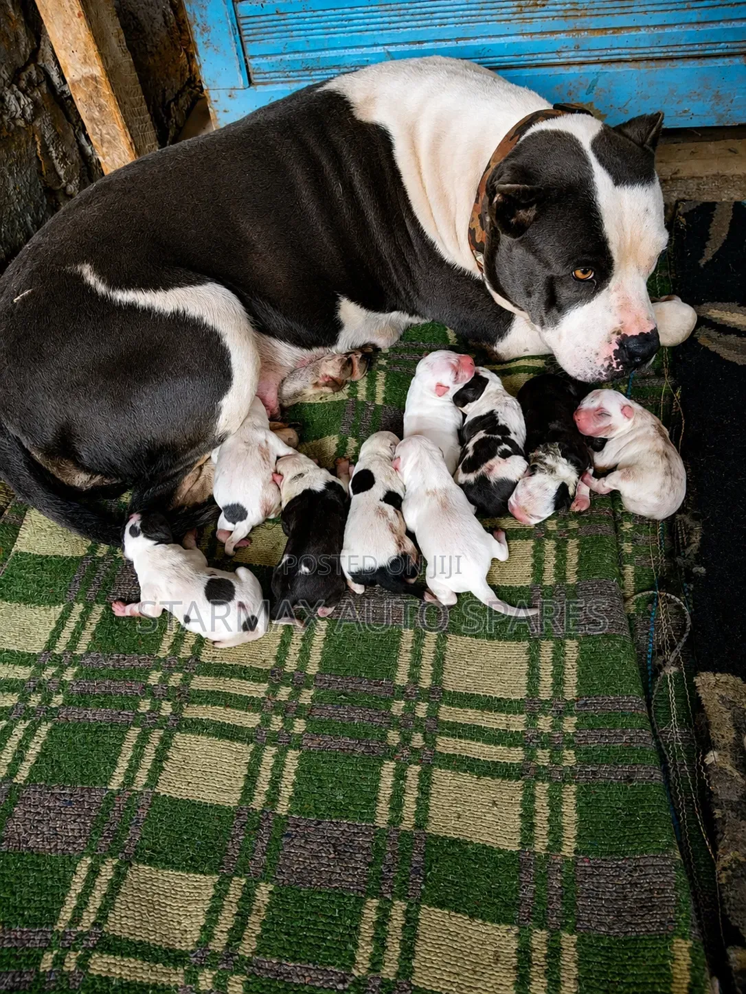 1-3 months Female Purebred American Bully