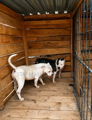 1-3 months Female Purebred American Bully