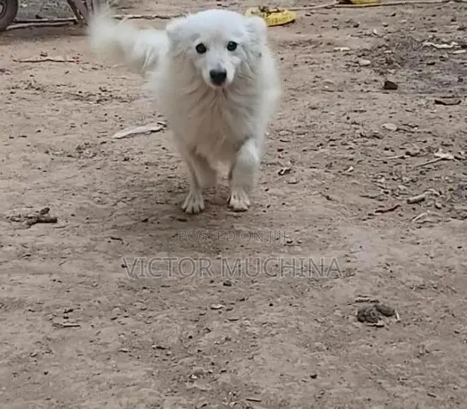6-12 months Male Purebred Japanese Spitz