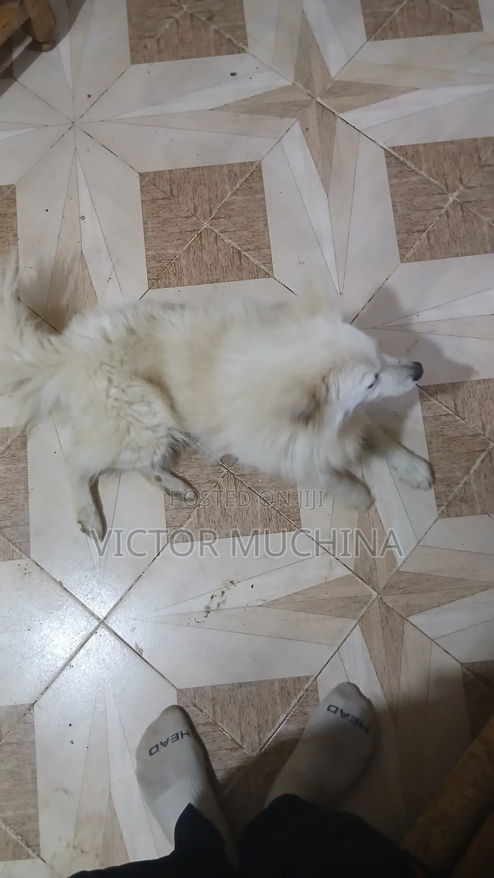 6-12 months Male Purebred Japanese Spitz