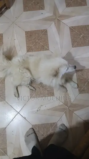 6-12 months Male Purebred Japanese Spitz