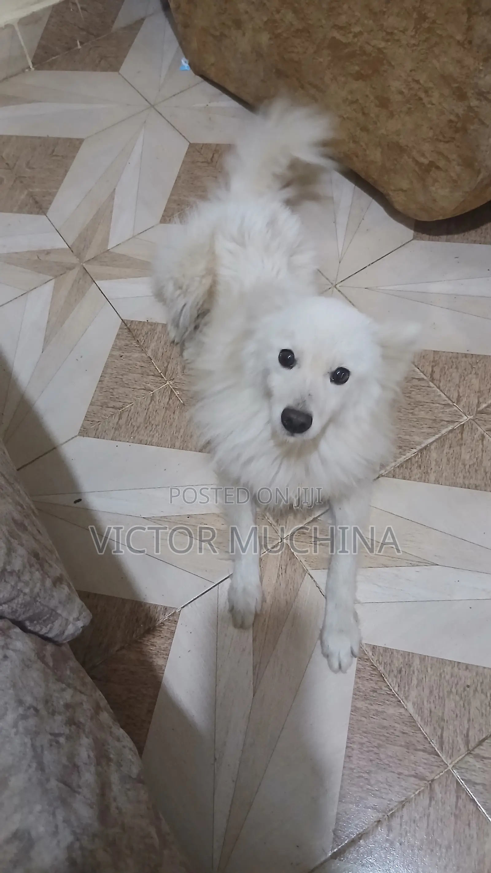 6-12 months Male Purebred Japanese Spitz