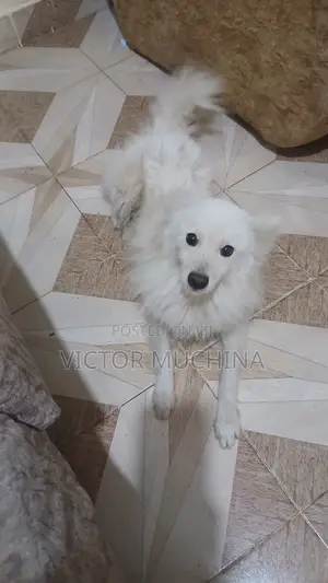 6-12 months Male Purebred Japanese Spitz