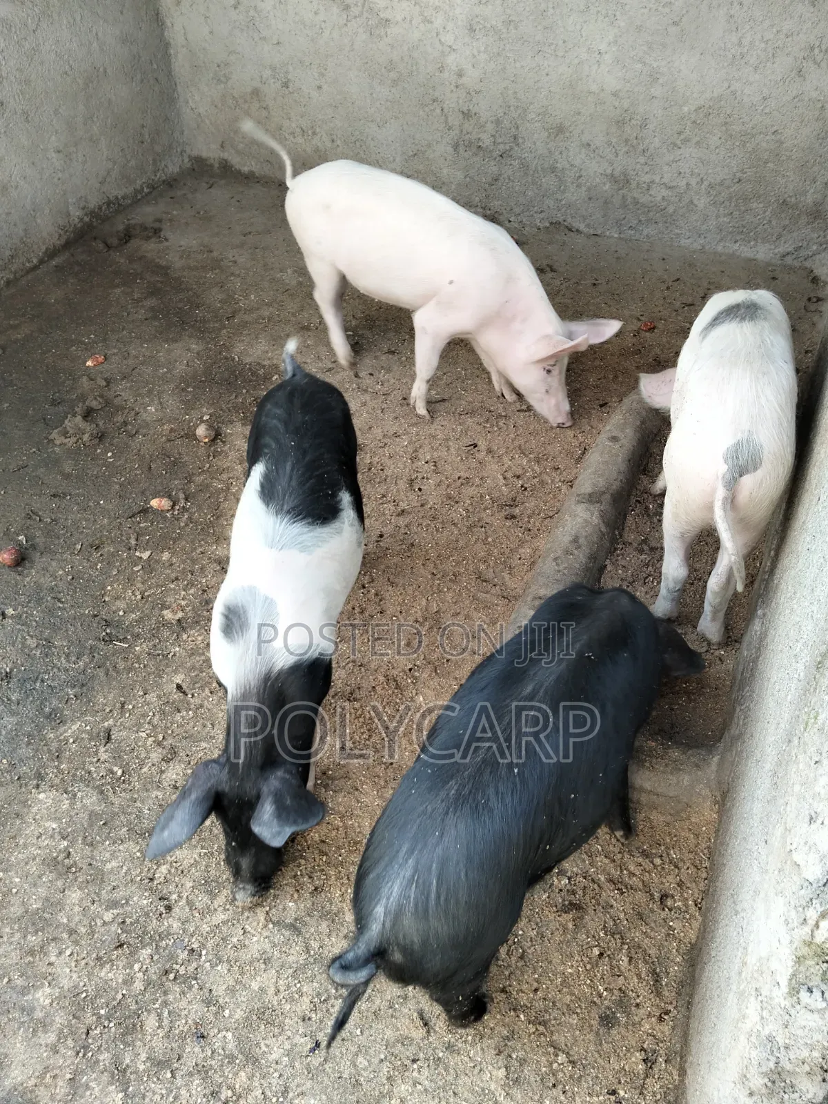 Healthy Breeding Boar for Sale 🐖