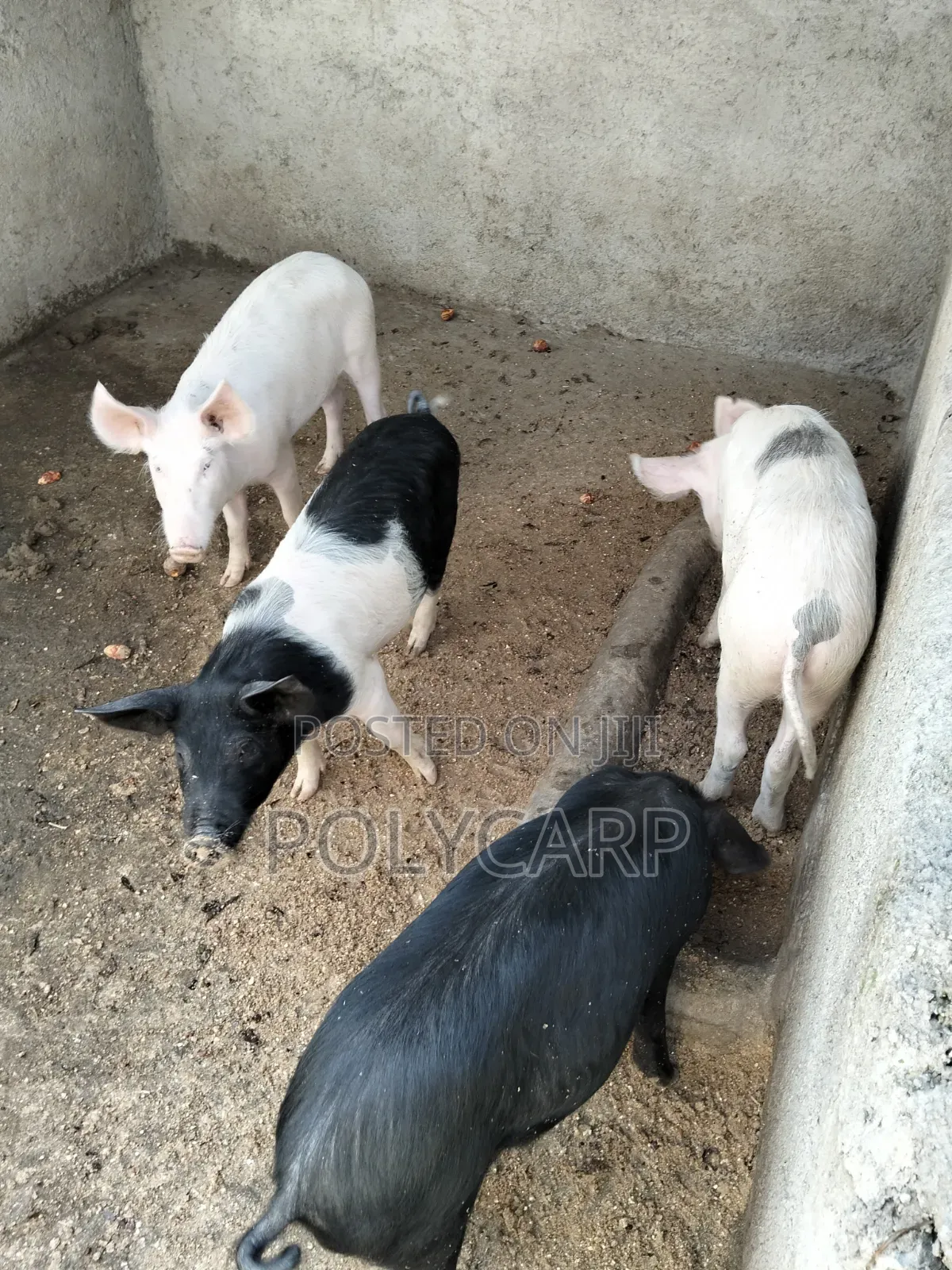 Healthy Breeding Boar for Sale 🐖