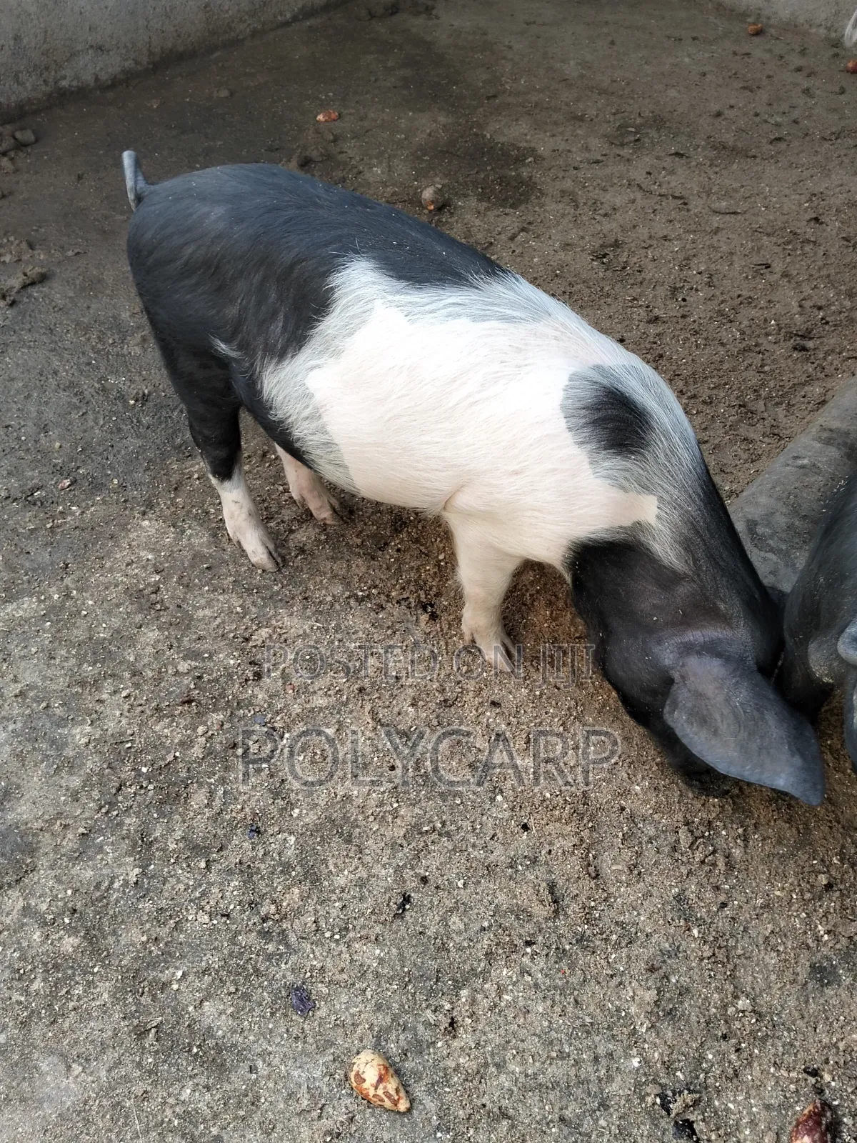 Healthy Breeding Boar for Sale 🐖