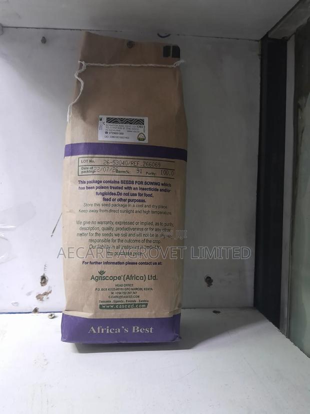Sudan Grass Seeds Forage 1kg - thumbnail 5