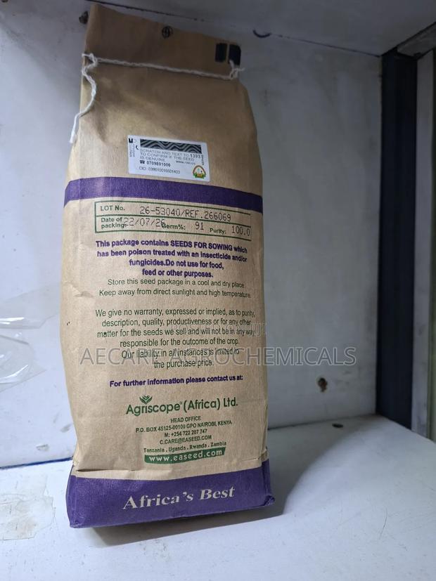 Sudan Grass Seeds Forage 1kg - thumbnail 4
