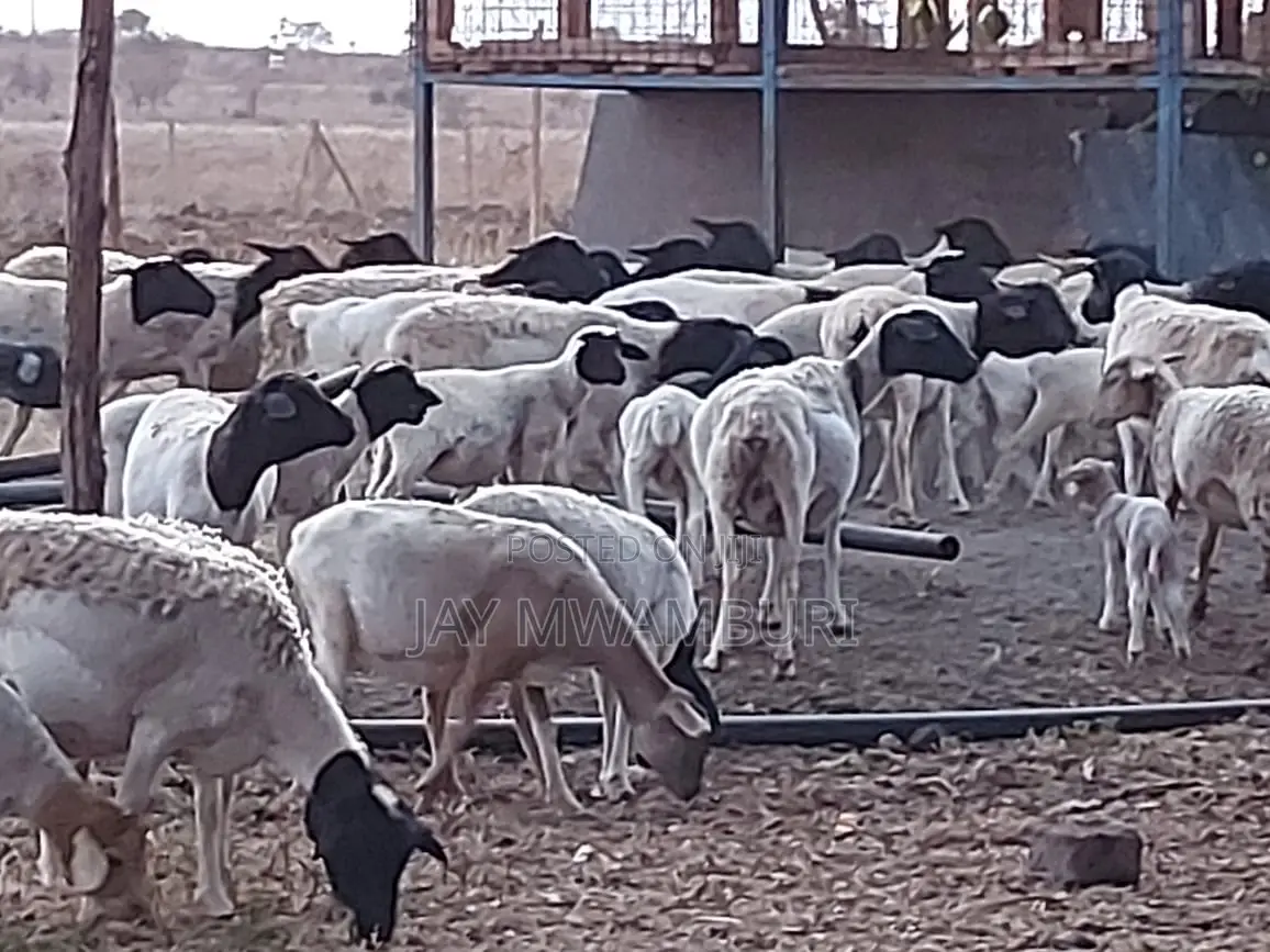 110 Acres Ready Farm Emali