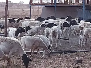 110 Acres Ready Farm Emali