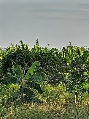 110 Acres Ready Farm Emali