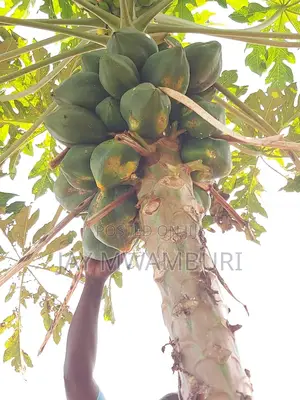 110 Acres Ready Farm Emali