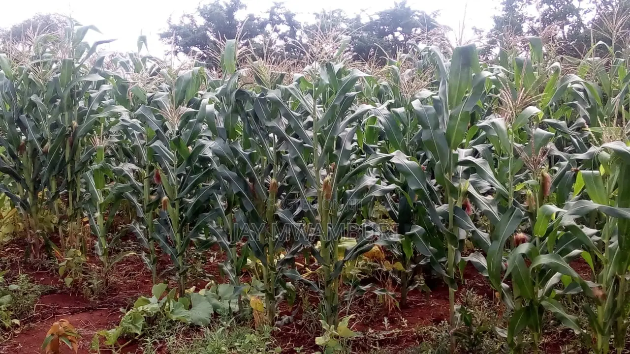 110 Acres Ready Farm Emali