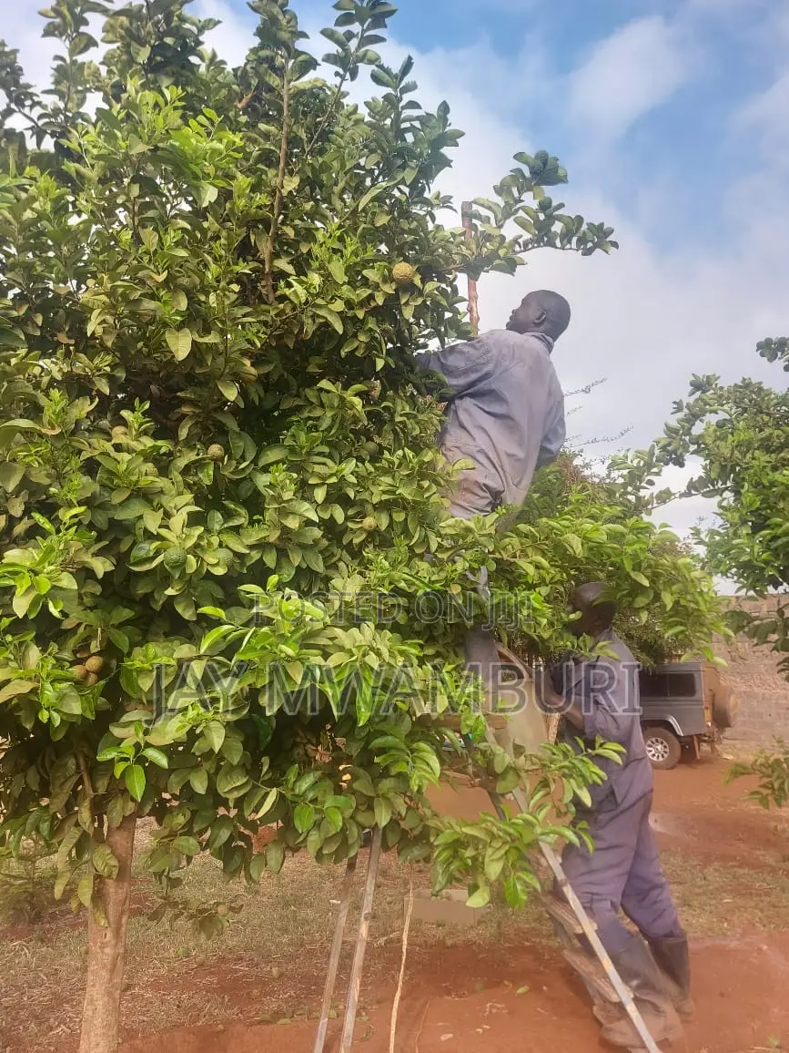110 Acres Ready Farm Emali