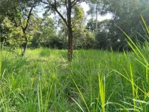 1/2acre Land/Plots for Sale in Kakamega