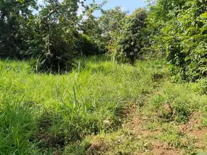 1/2acre Land/Plots for Sale in Kakamega