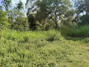 1/2acre Land/Plots for Sale in Kakamega