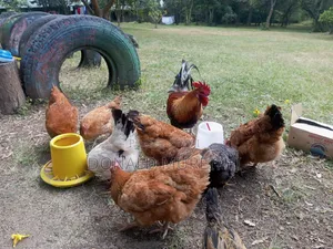 Pure Kienyenji Chickens