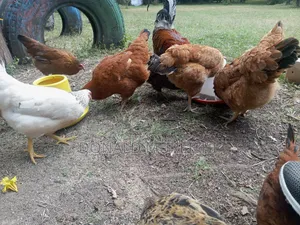 Pure Kienyenji Chickens