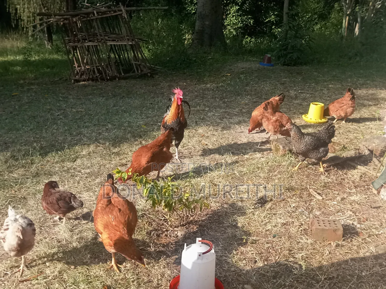 Pure Kienyenji Chickens