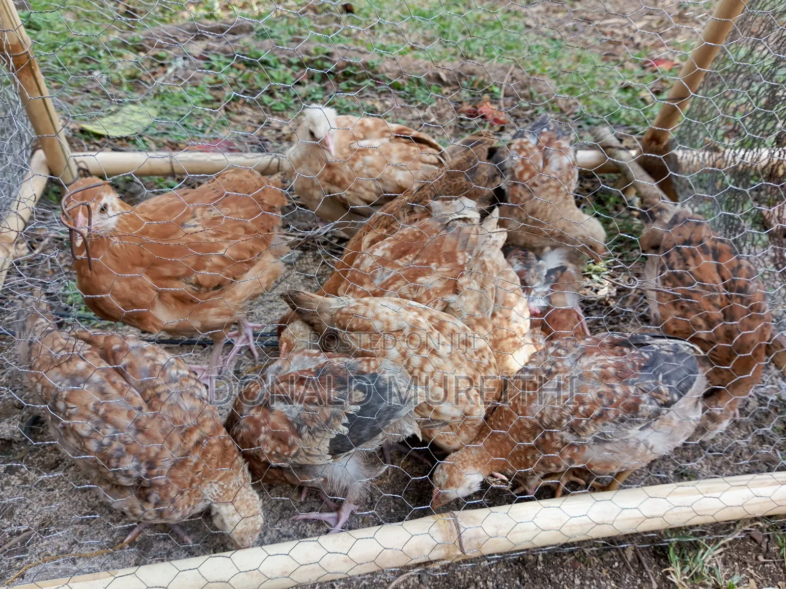 Pure Kienyenji Chickens