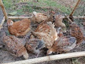 Pure Kienyenji Chickens
