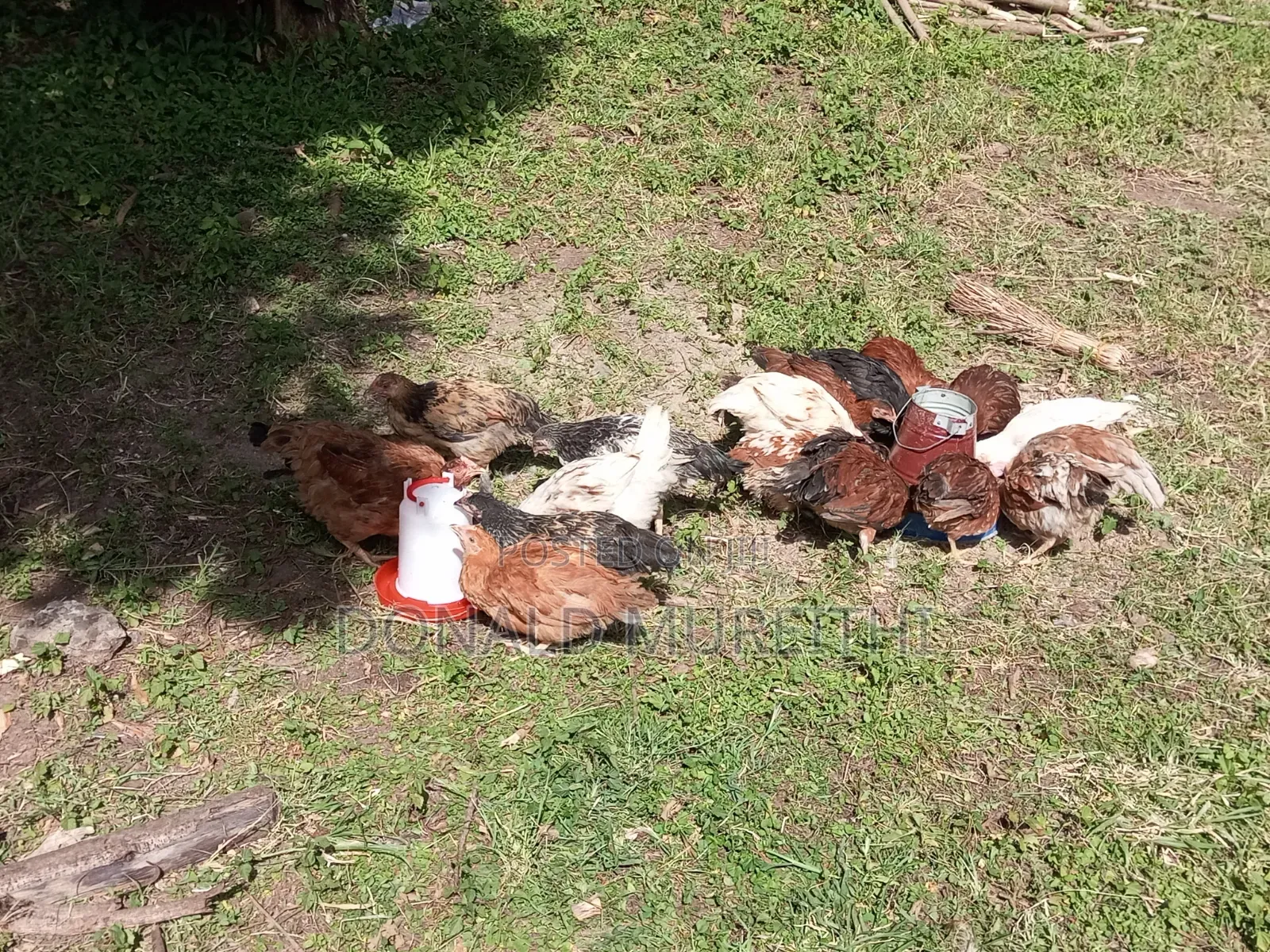 Pure Kienyenji Chickens