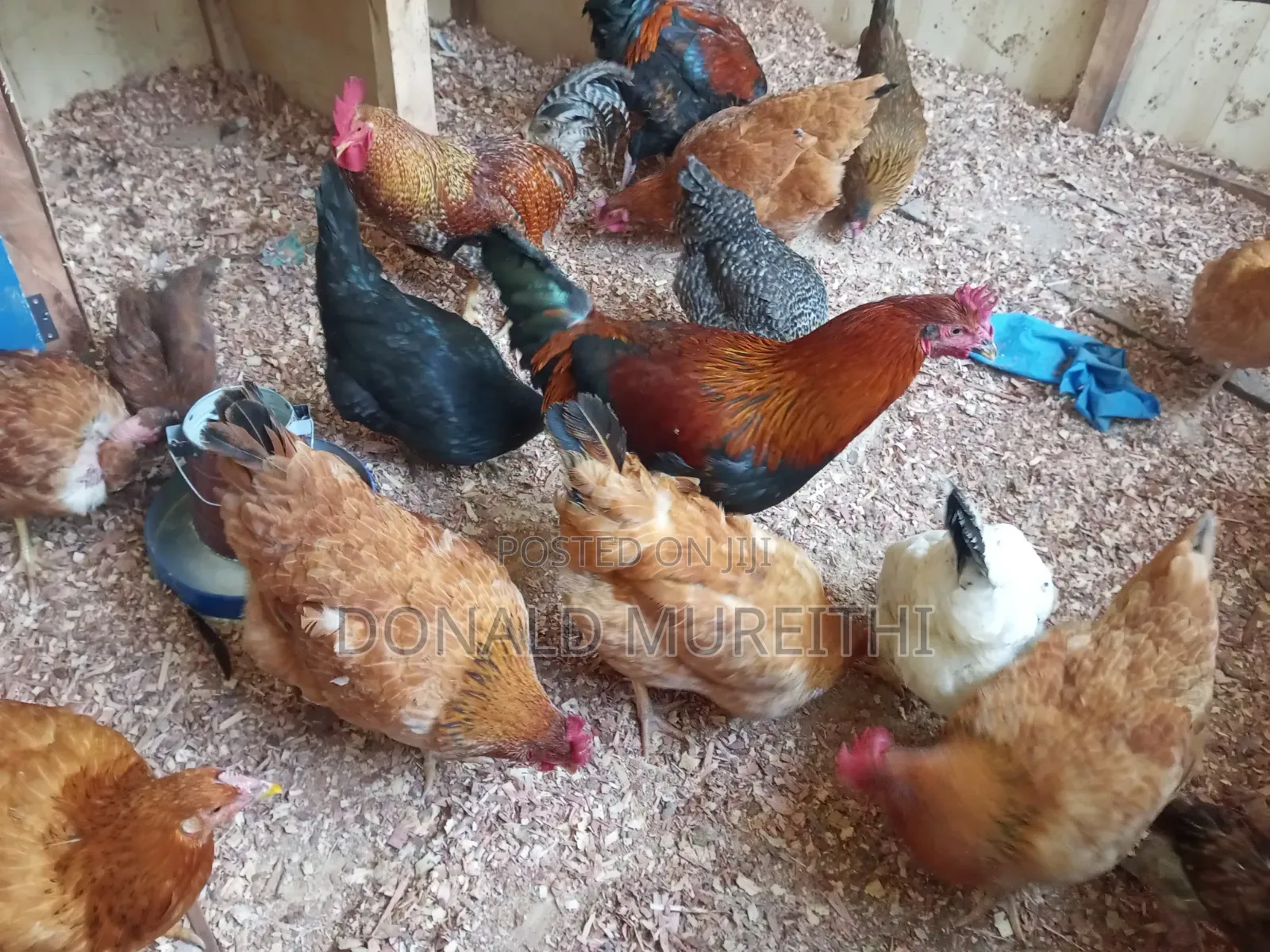 Pure Kienyenji Chickens