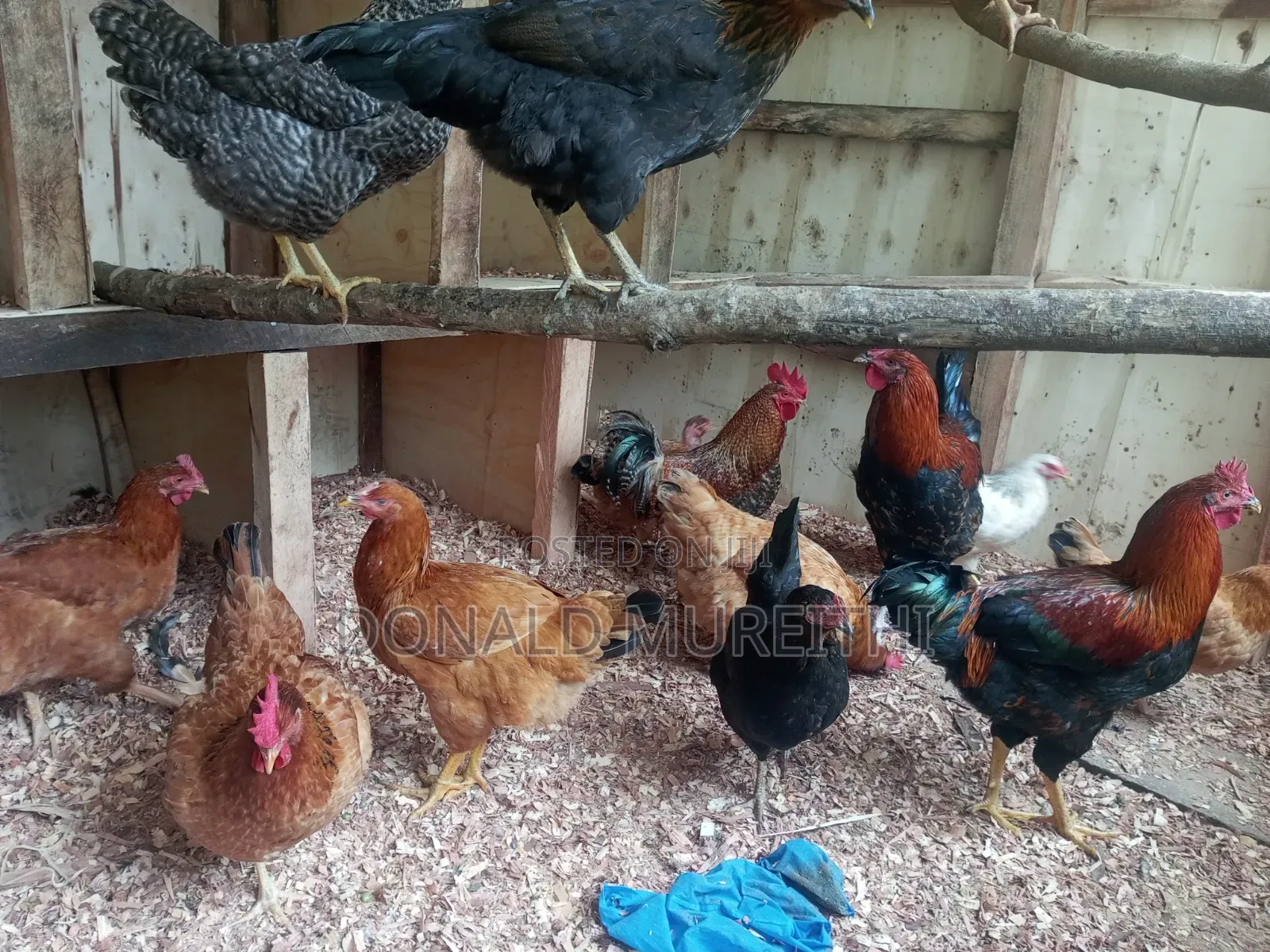Pure Kienyenji Chickens