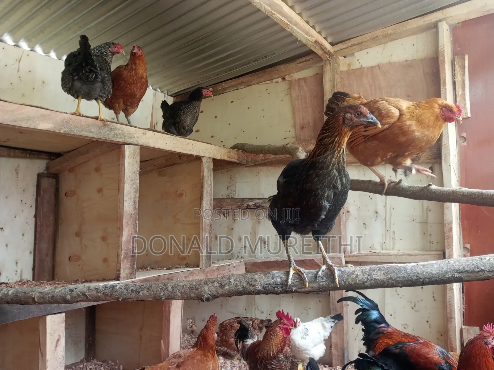 Pure Kienyenji Chickens