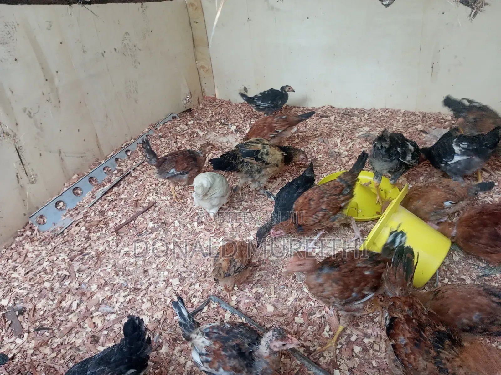 Pure Kienyenji Chickens