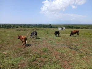 83 Acrea 6km From Nyeri Nyahuru Fronting River