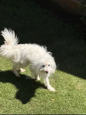 6-12 months Male Purebred Japanese Spitz