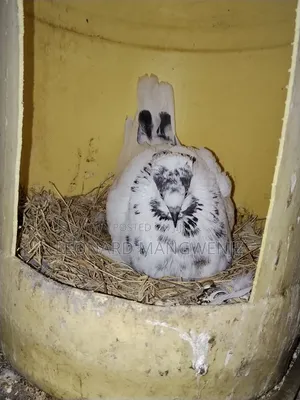Wazazi Pair