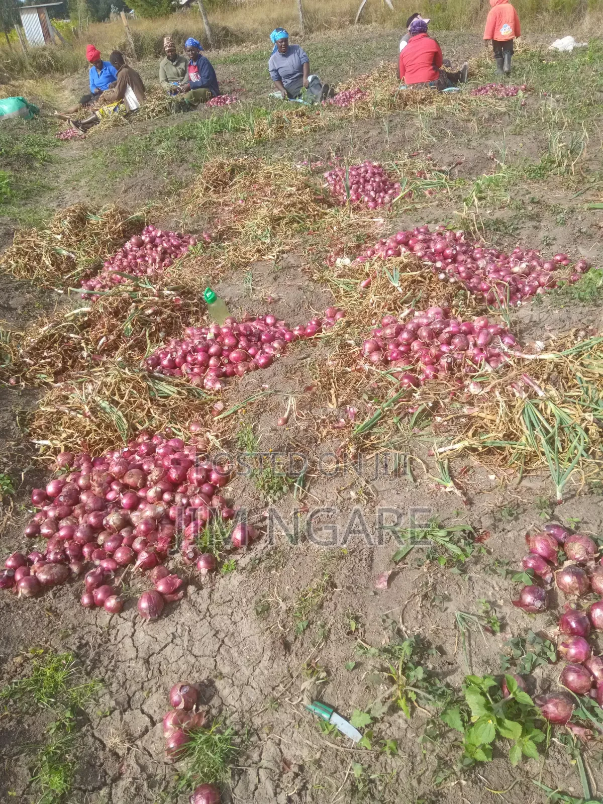 One Acre of Agricultural Land.