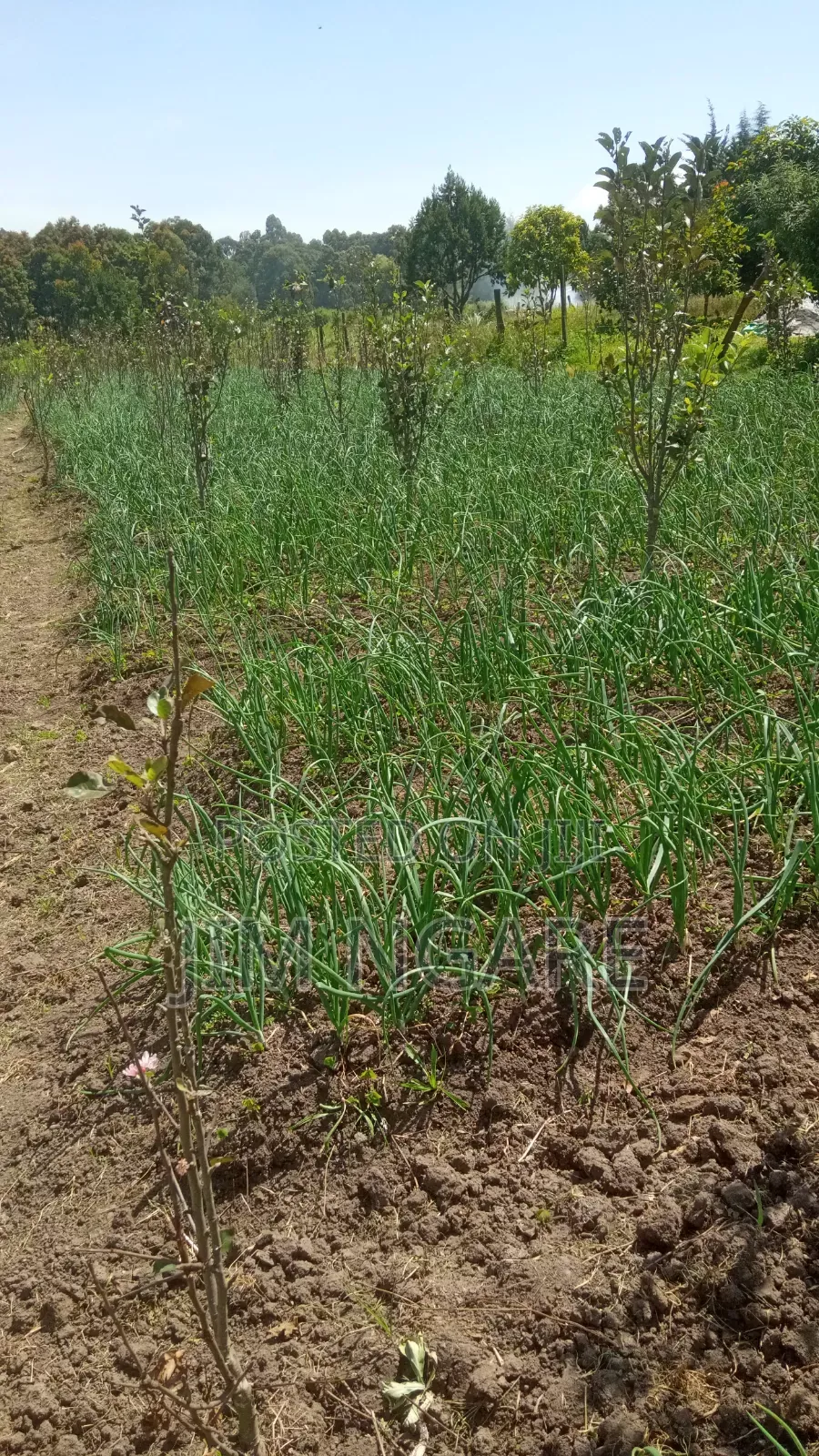 One Acre of Agricultural Land.