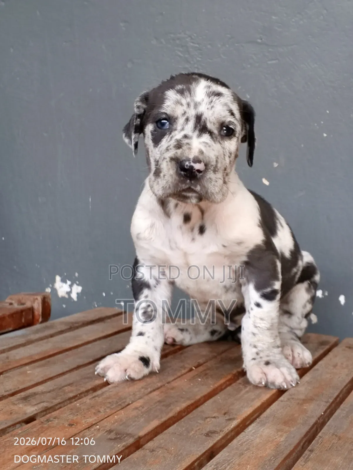 1-3 months Female Purebred Great Dane