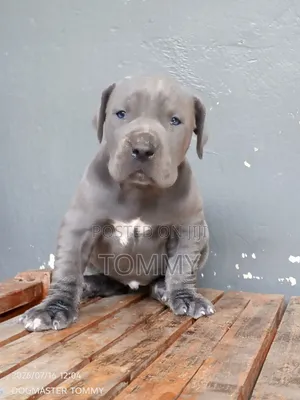 1-3 months Female Purebred Great Dane
