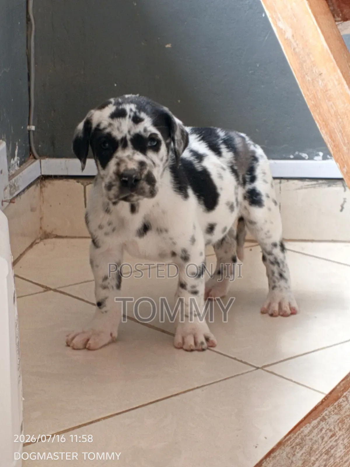 1-3 months Female Purebred Great Dane