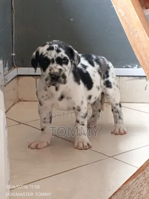 1-3 months Female Purebred Great Dane