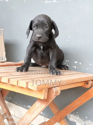 1-3 months Female Purebred Great Dane
