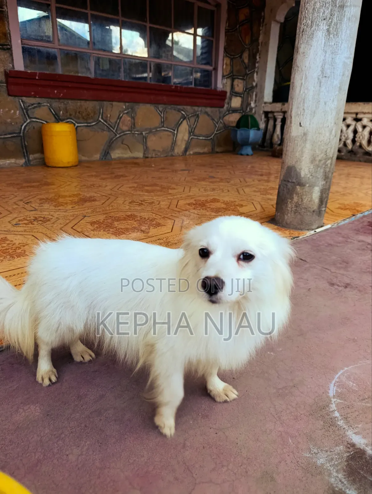 6-12 months Female Purebred Japanese Spitz