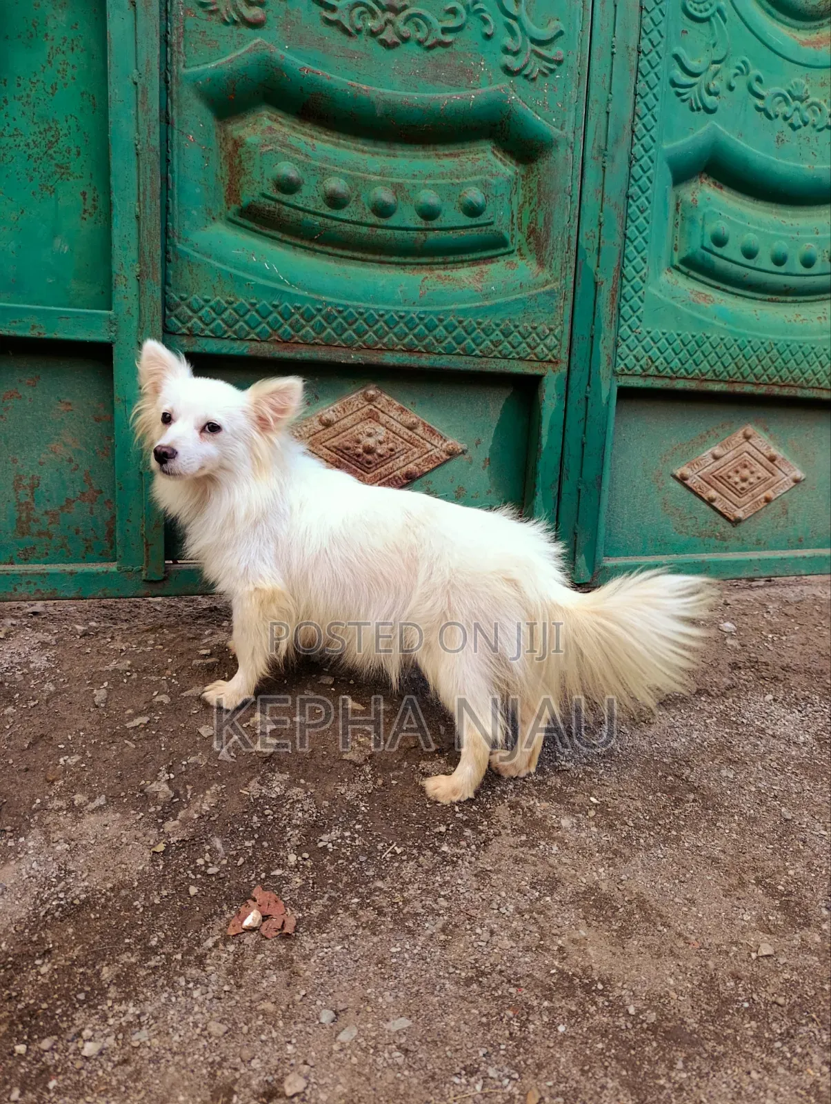6-12 months Female Purebred Japanese Spitz