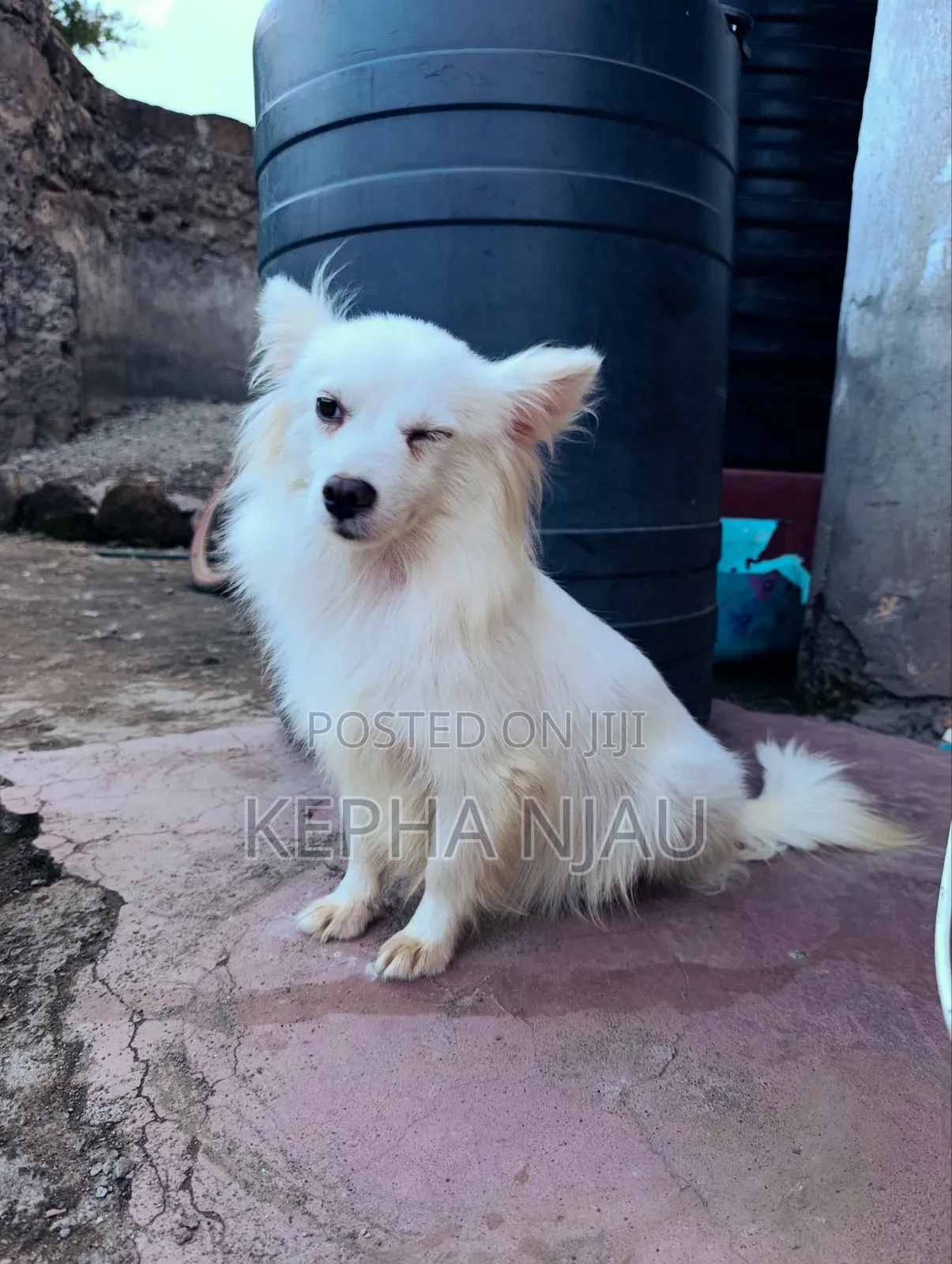 6-12 months Female Purebred Japanese Spitz