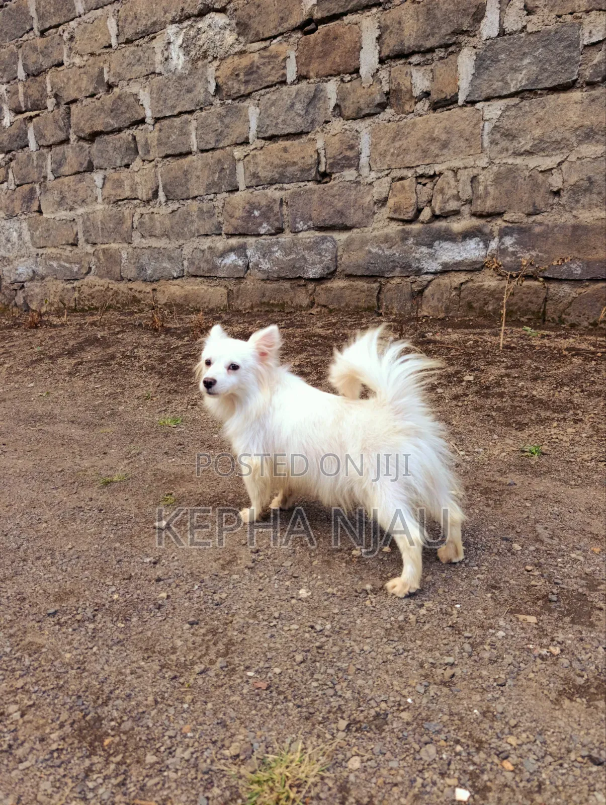 6-12 months Female Purebred Japanese Spitz