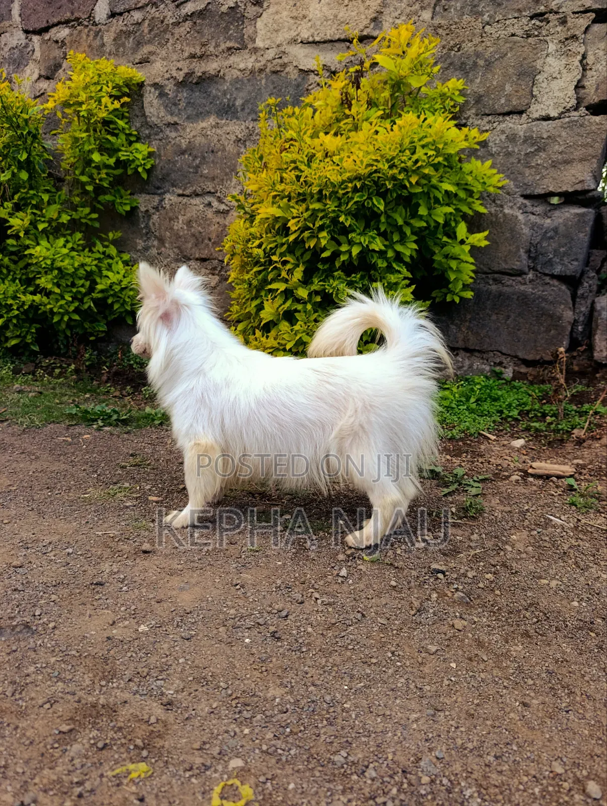 6-12 months Female Purebred Japanese Spitz