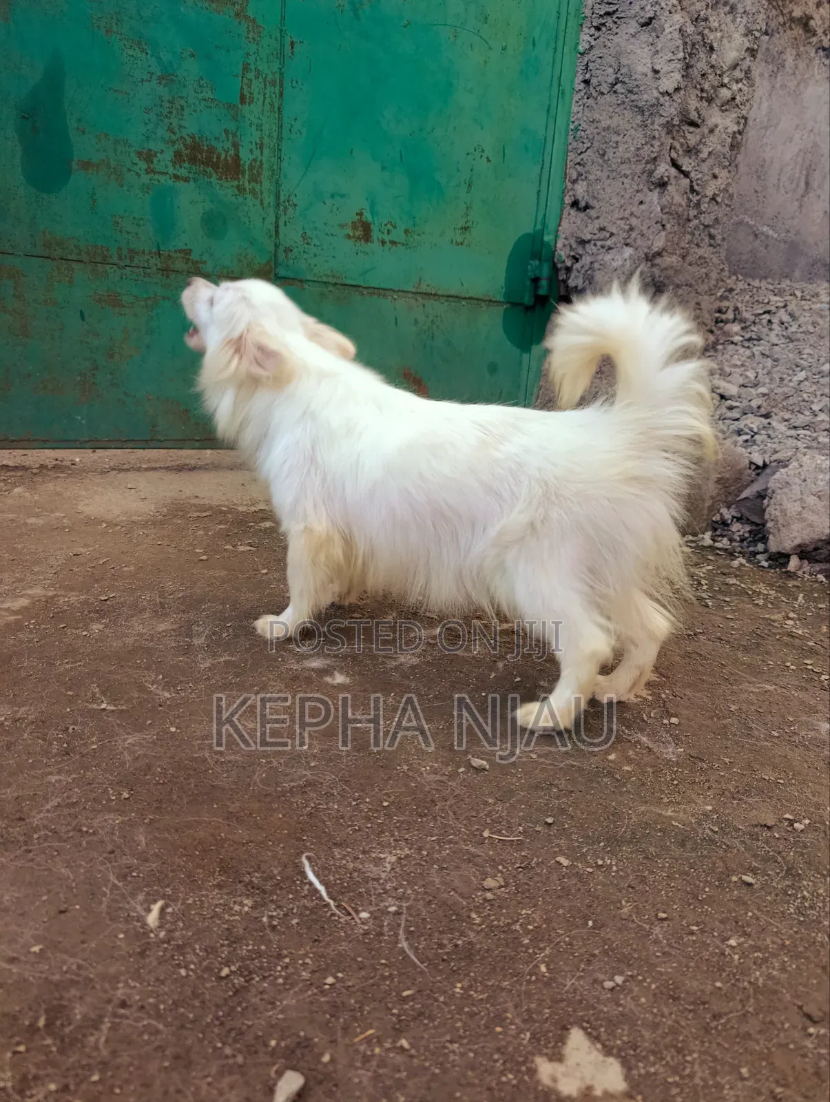 6-12 months Female Purebred Japanese Spitz