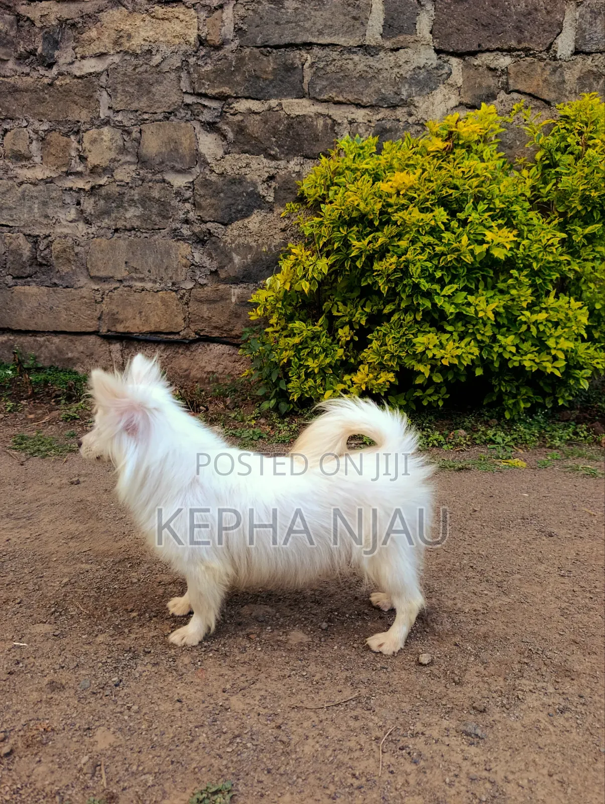 6-12 months Female Purebred Japanese Spitz