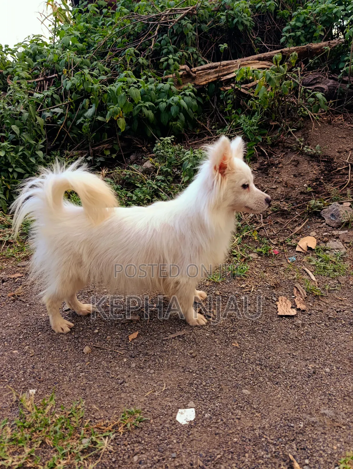 6-12 months Female Purebred Japanese Spitz
