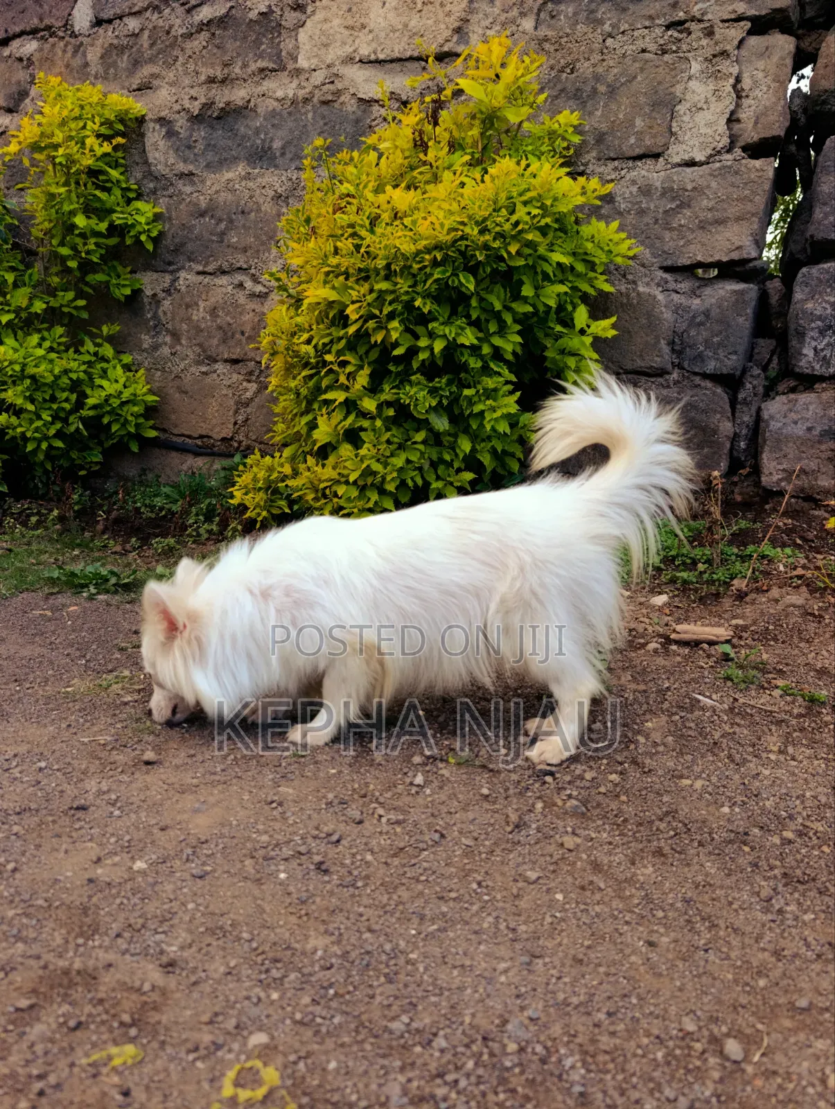 6-12 months Female Purebred Japanese Spitz